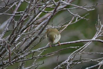 Japanese Bush Warbler 菜の花台 Sat, 3/28/2015