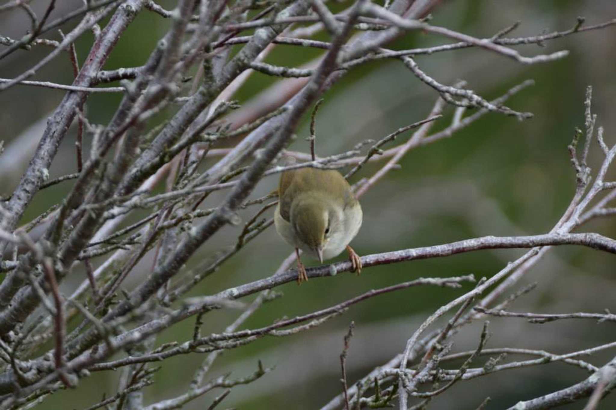 Photo of Japanese Bush Warbler at 菜の花台 by やなさん