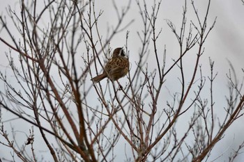 Meadow Bunting 菜の花台 Sat, 3/28/2015