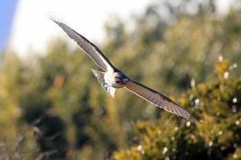 ノスリ 葛西臨海公園 2017年1月26日(木)