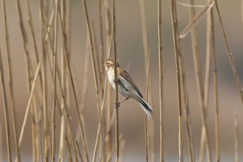 Common Reed Bunting Shin-yokohama Park Sat, 3/27/2021