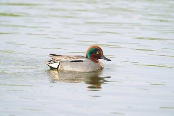 Eurasian Teal Shin-yokohama Park Sat, 3/27/2021