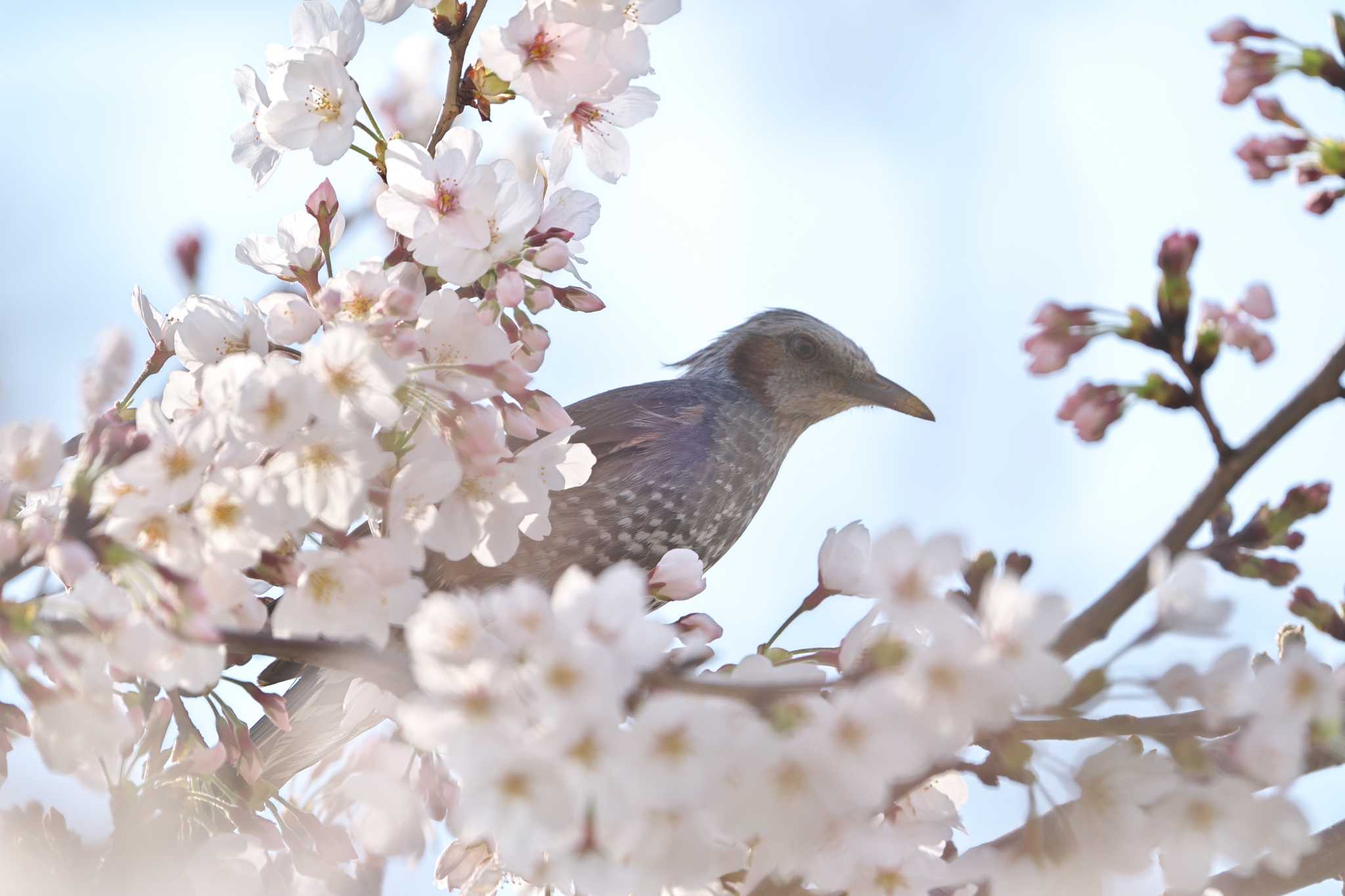 新横浜公園 ヒヨドリの写真 by エバーラスティン