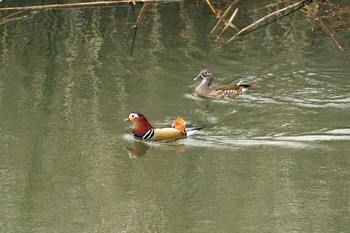 2021年3月27日(土) 奈良山公園の野鳥観察記録