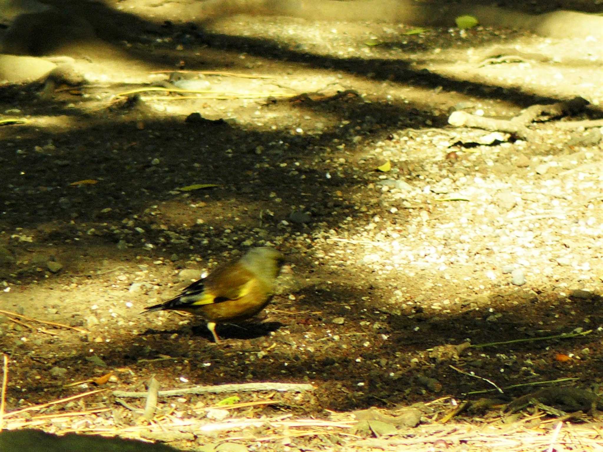 千本松公園 カワラヒワの写真 by koshi