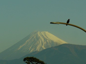 2021年3月26日(金) 千本松公園の野鳥観察記録