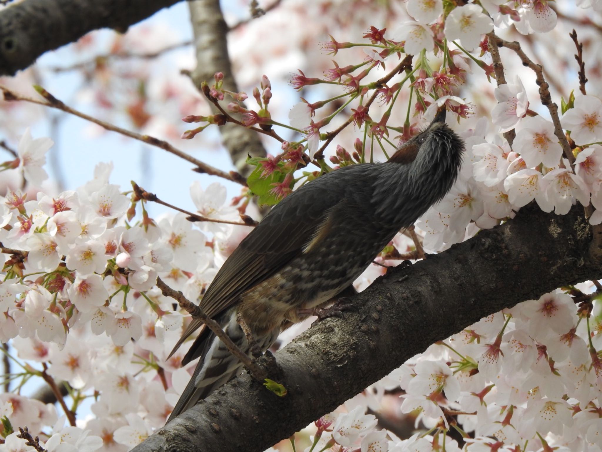 千葉県市川市 ヒヨドリの写真 by Sota Kurashige