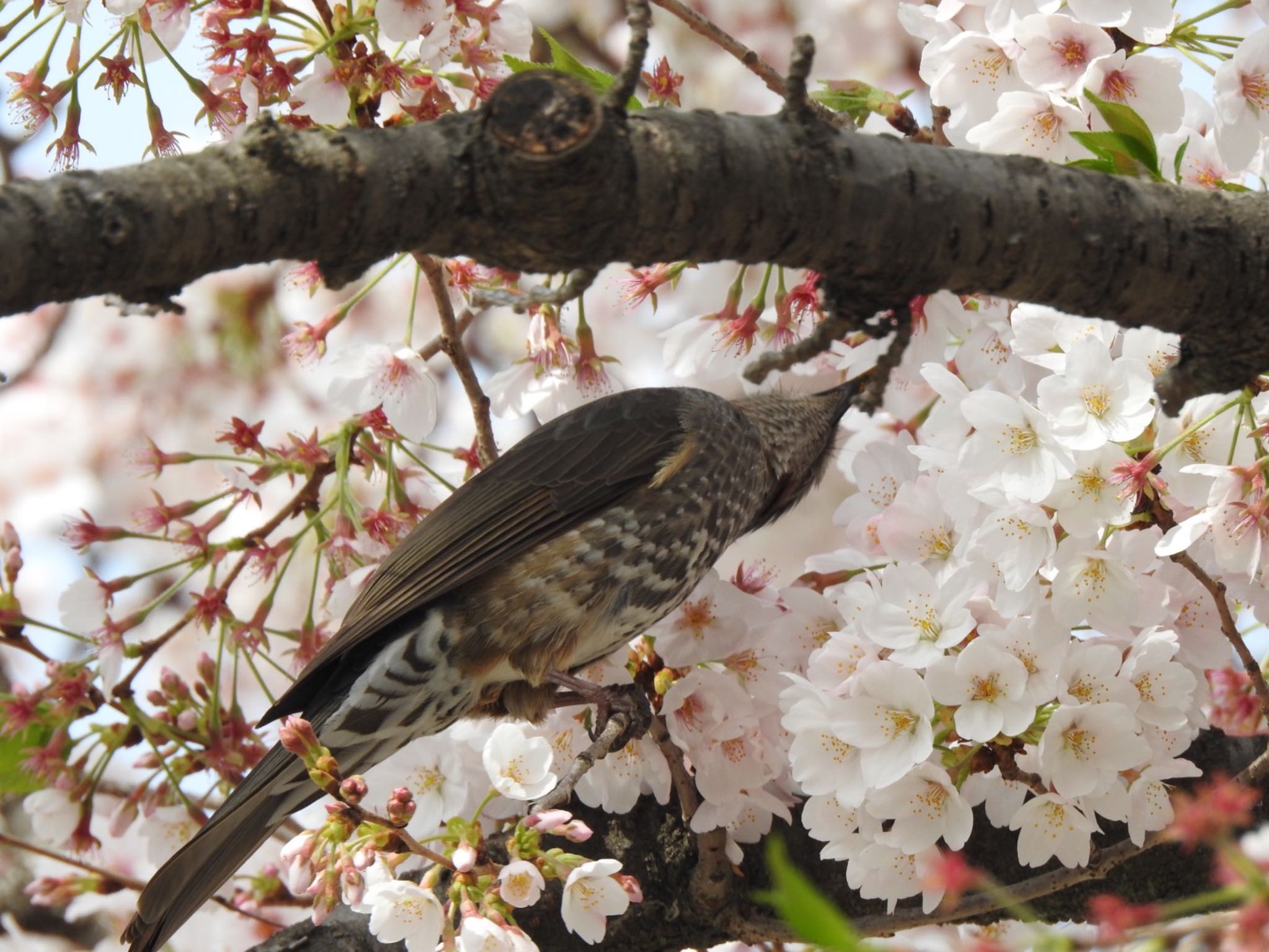 千葉県市川市 ヒヨドリの写真 by Sota Kurashige