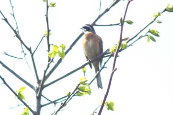 2021年3月29日(月) 愛知県知多市社山１丁目 34°59'46.7" 136°53'22.6"の野鳥観察記録