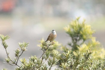 Mon, 3/29/2021 Birding report at 加木屋緑地