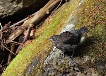 カワガラス 場所が不明 2021年3月29日(月)