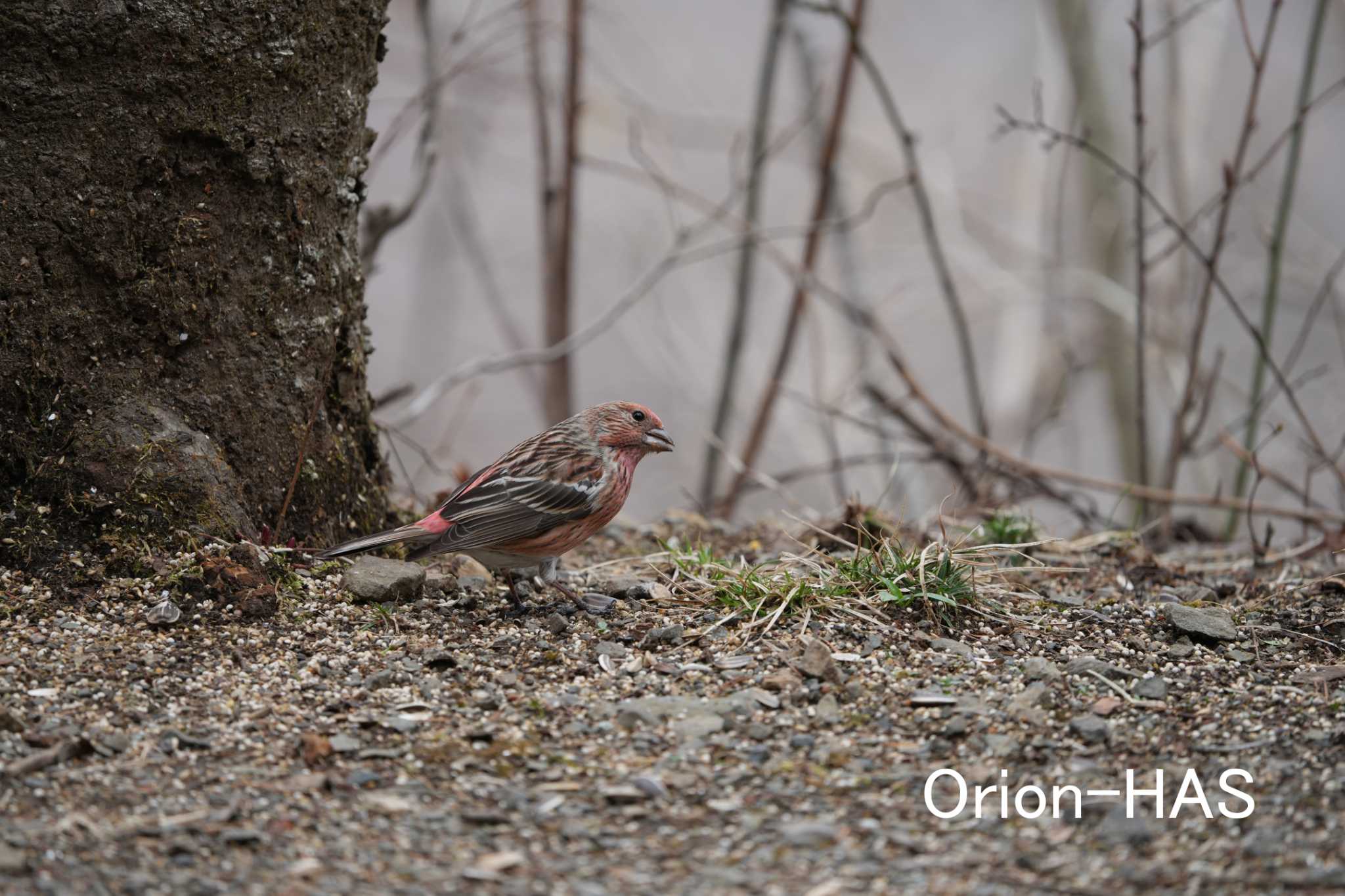 前の画像の元画角画像です　SONY α1 + SONY FE200-600mm　600ｍｍ　JPEG撮影 by Orion-HAS