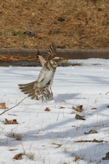 Dusky Thrush 勇払原野 Tue, 2/23/2021