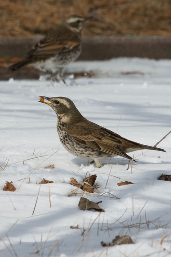 Dusky Thrush 勇払原野 Tue, 2/23/2021