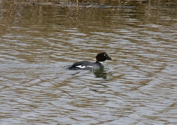 Common Goldeneye 勇払原野 Tue, 2/23/2021