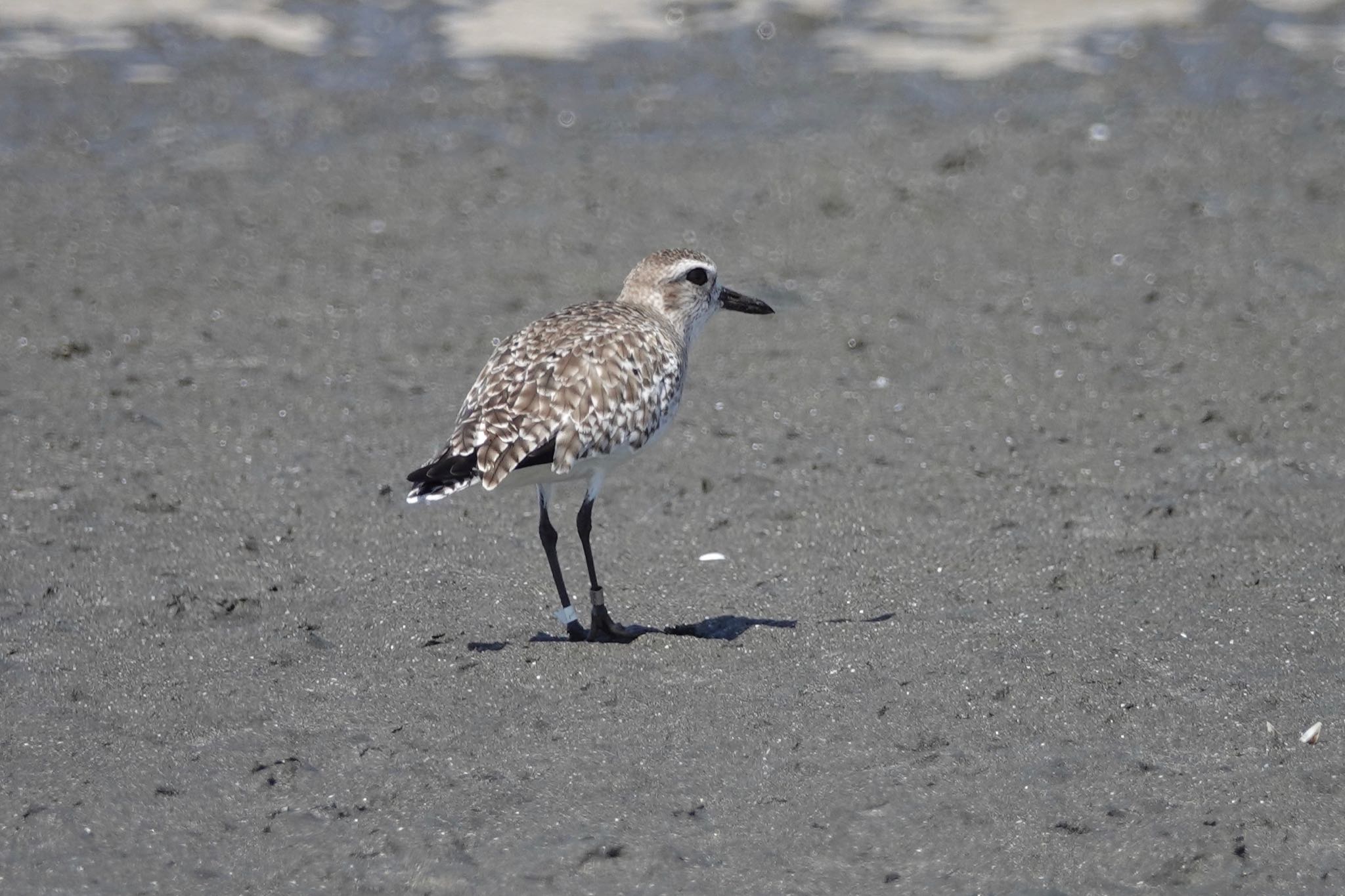 ふなばし三番瀬海浜公園 ダイゼンの写真