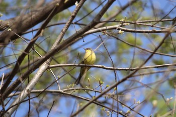 2021年3月31日(水) 石神井公園の野鳥観察記録