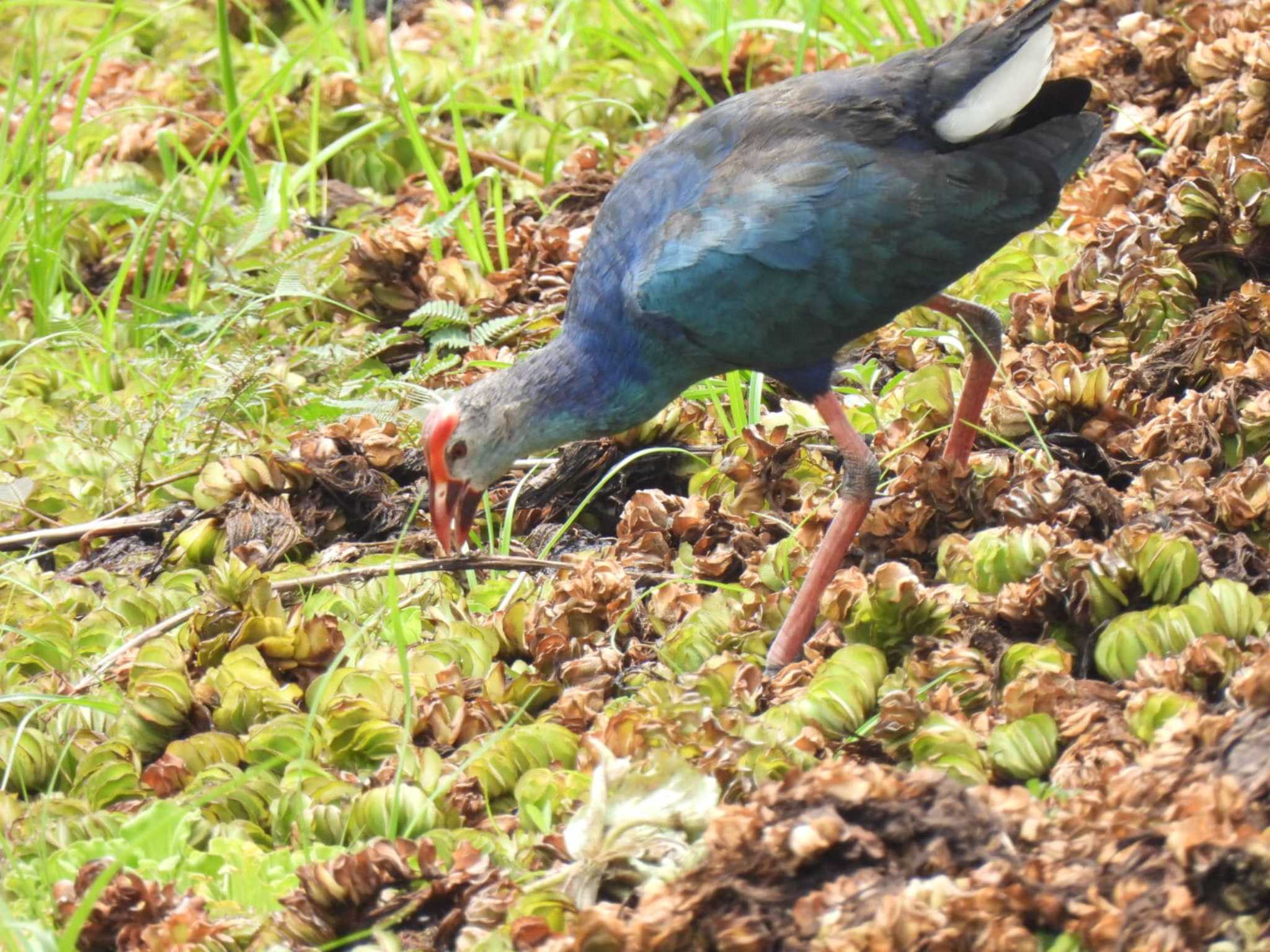 水草の上に数十のGrey-headed Swamphen by span265