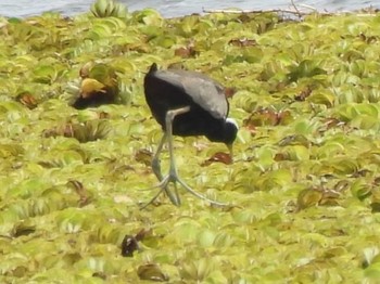 Bronze-winged Jacana Thale Noi Bird Watching Park Tue, 3/23/2021