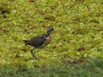 アジアレンカク Thale Noi Bird Watching Park 2021年3月23日(火)