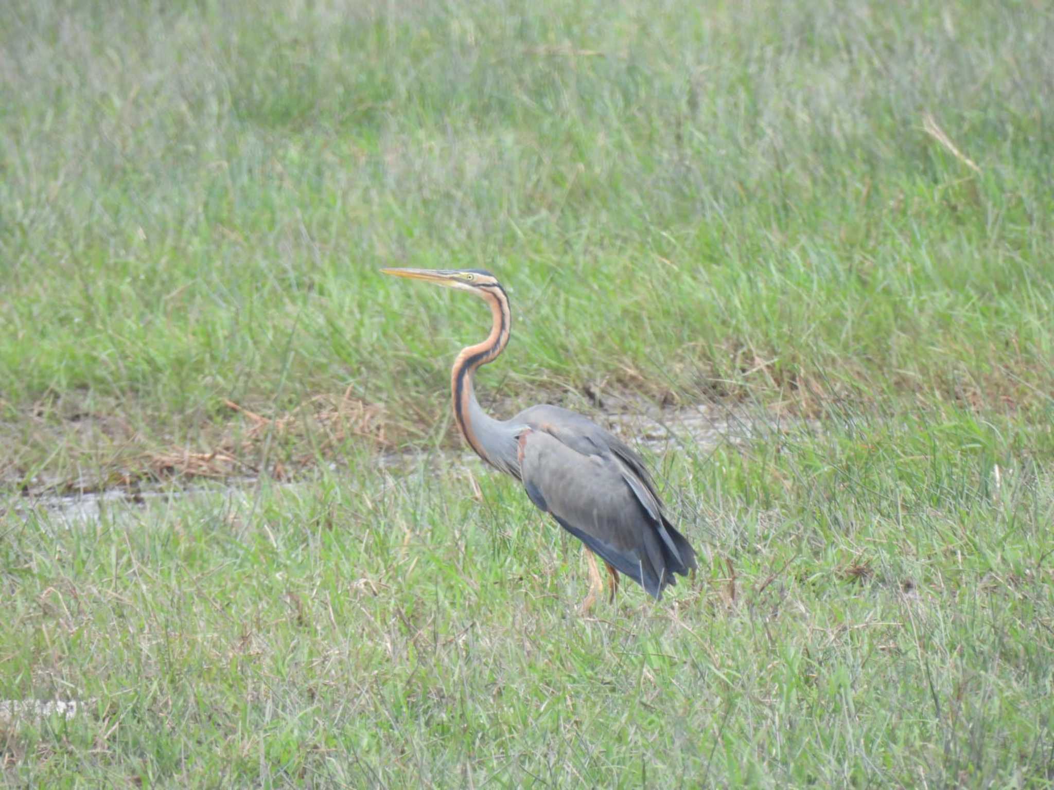 Thale Noi Bird Watching Park ムラサキサギの写真