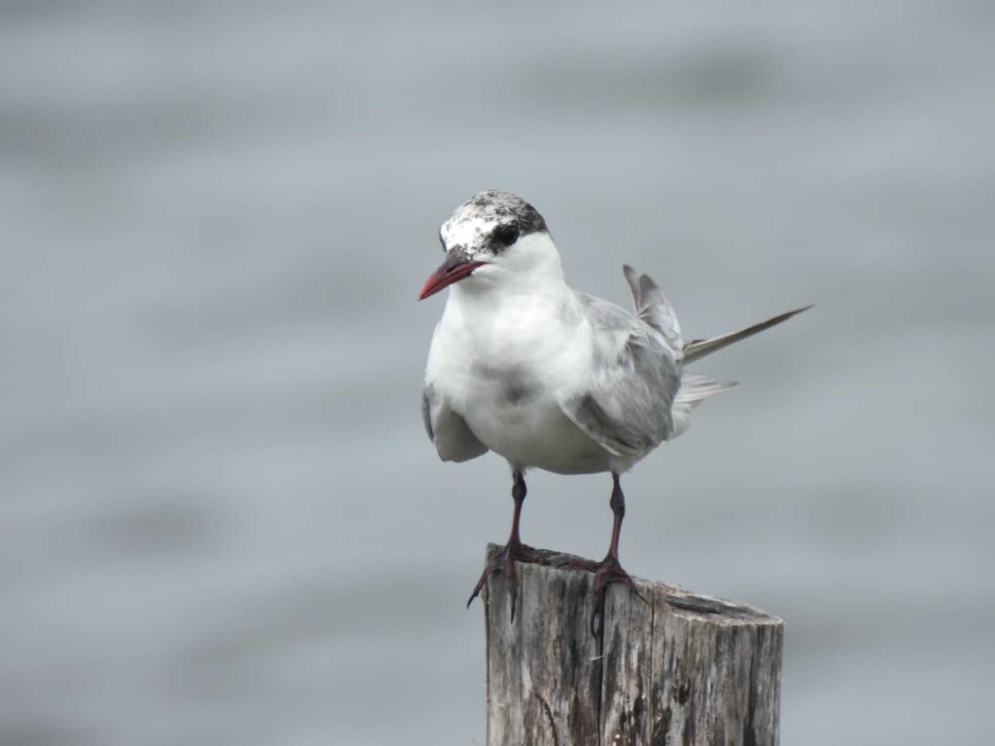 Thale Noi Bird Watching Park クロハラアジサシの写真