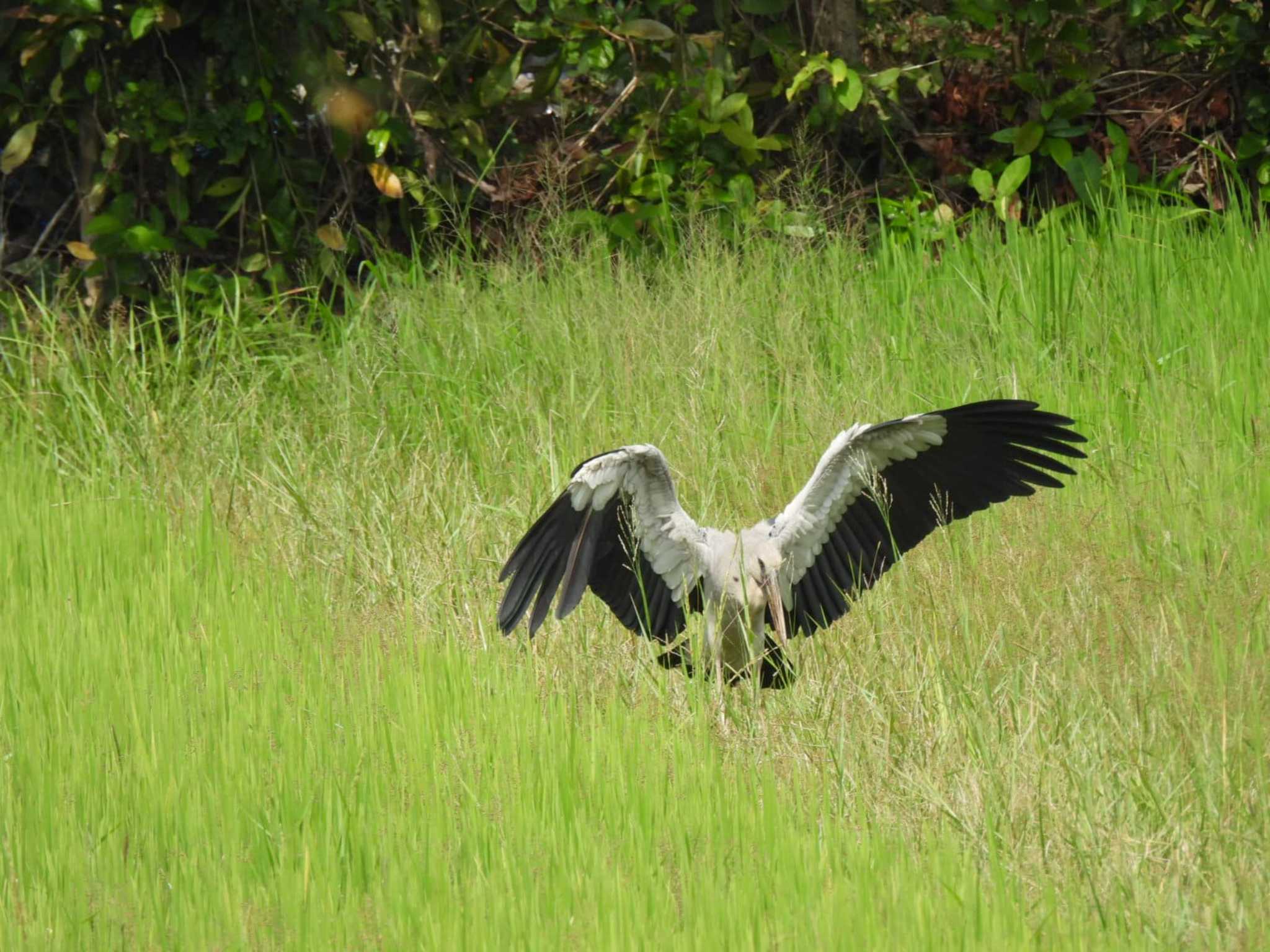 Thale Noi Bird Watching Park スキハシコウの写真