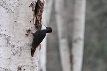 2021年3月28日(日) 真駒内公園の野鳥観察記録