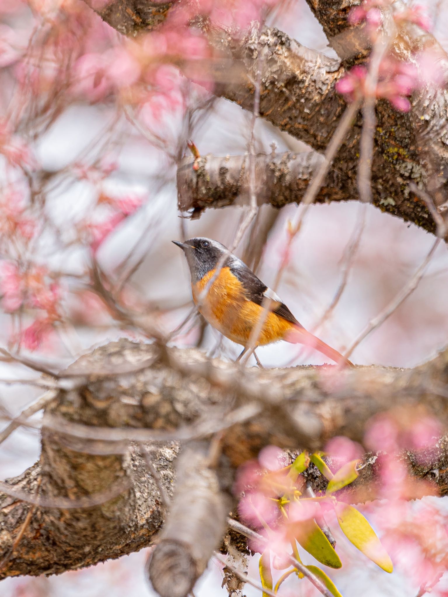 長野県 ジョウビタキの写真