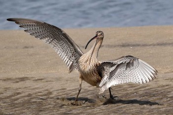 ホウロクシギ 葛西臨海公園 2021年3月29日(月)