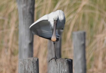 ヘラサギ 葛西臨海公園 2021年3月29日(月)