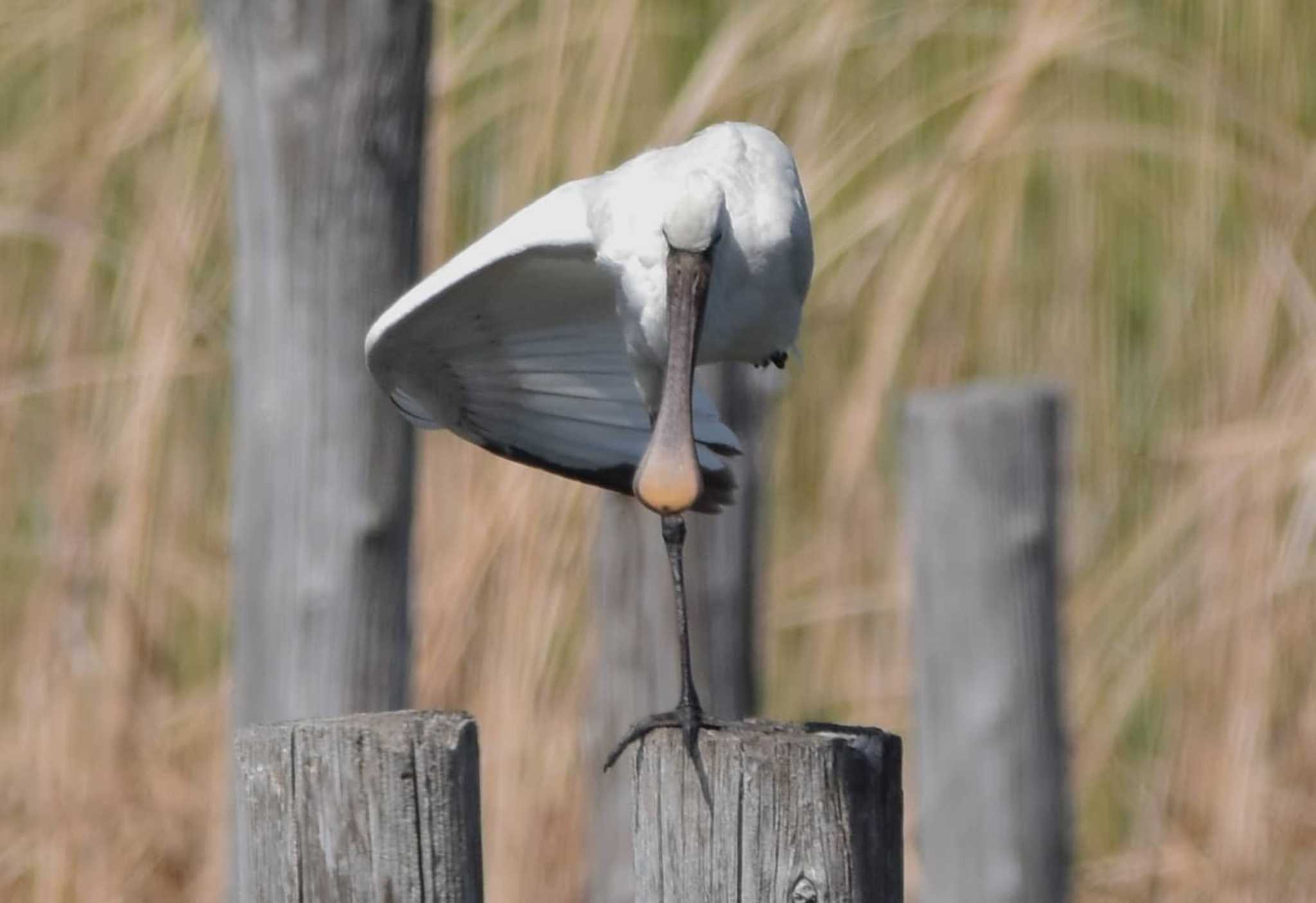 葛西臨海公園 ヘラサギの写真