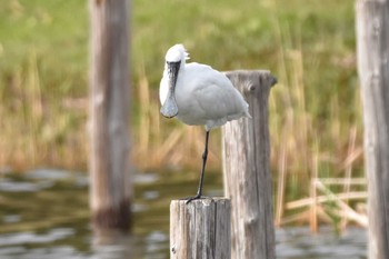 クロツラヘラサギ 葛西臨海公園 2021年3月29日(月)