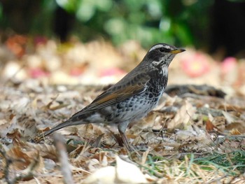 Wed, 3/31/2021 Birding report at 井頭公園