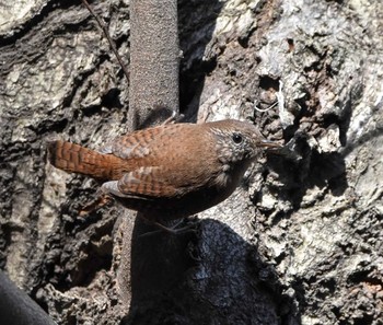 2021年3月10日(水) 石神井公園の野鳥観察記録