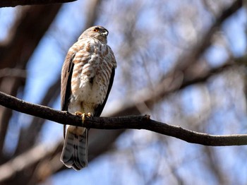 ツミ 石神井公園 2021年3月10日(水)