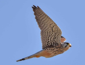 2021年3月11日(木) 手賀沼の野鳥観察記録