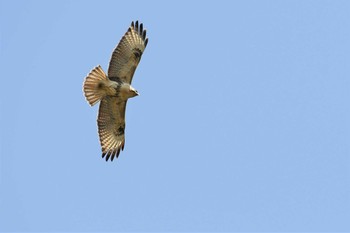 Wed, 3/31/2021 Birding report at 若山ダム(石川県珠洲市)