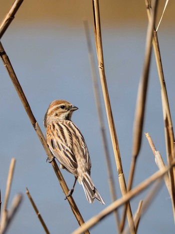 2021年3月31日(水) 葛西臨海公園の野鳥観察記録