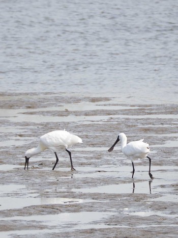 クロツラヘラサギ 葛西臨海公園 2021年3月31日(水)