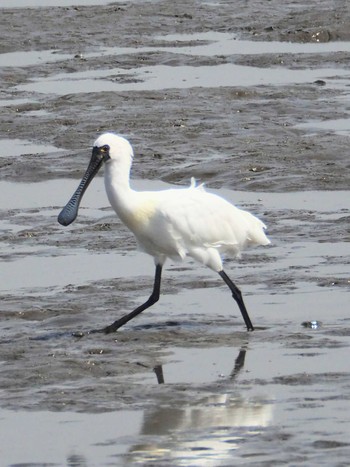 クロツラヘラサギ 葛西臨海公園 2021年3月31日(水)