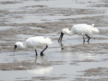 クロツラヘラサギ 葛西臨海公園 2021年3月31日(水)