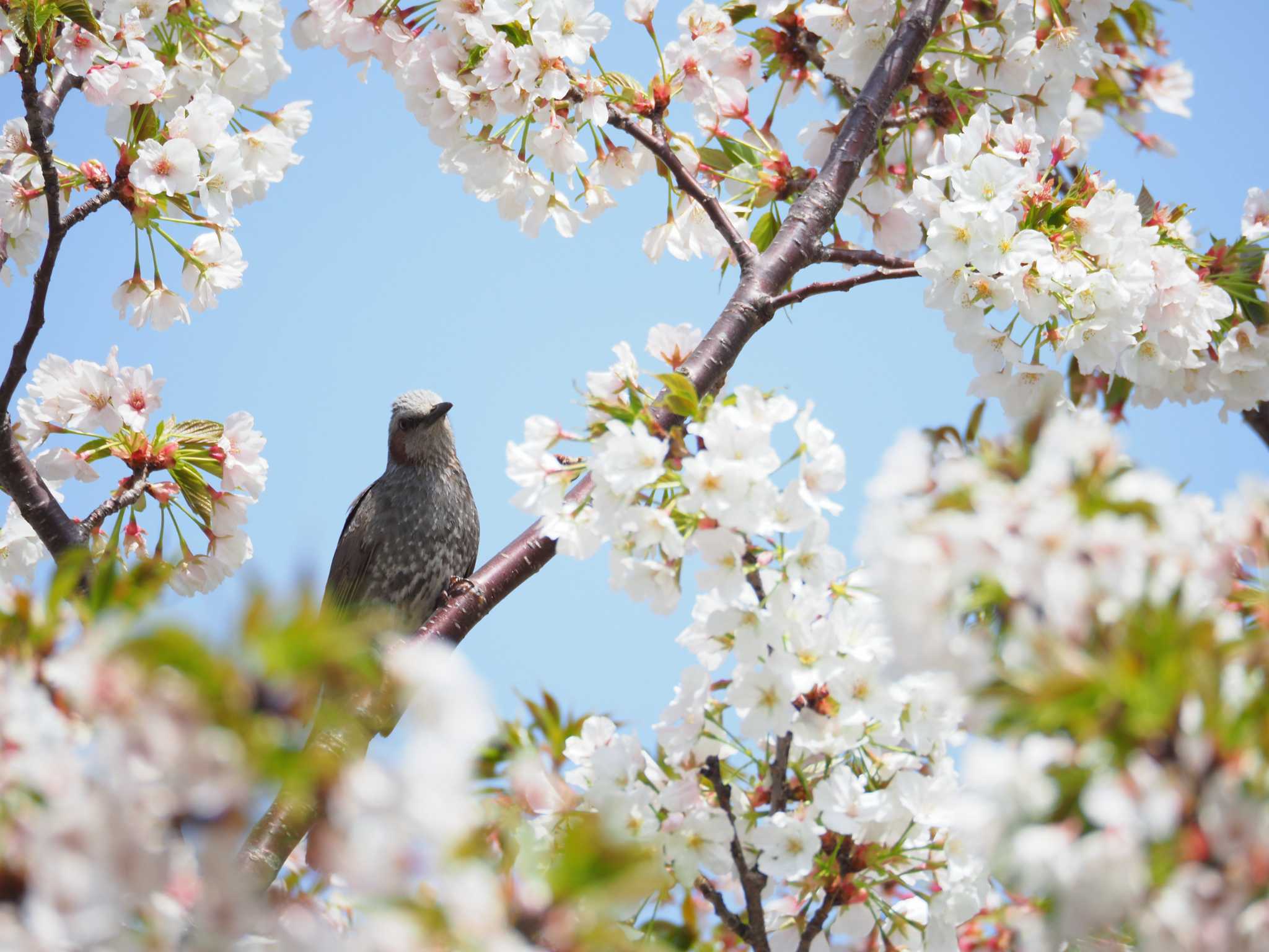 葛西臨海公園 ヒヨドリの写真 by とろろ