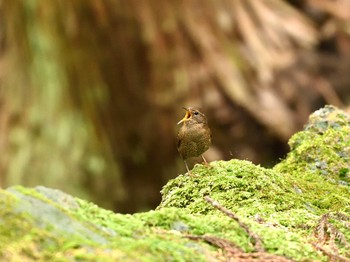 Eurasian Wren Unknown Spots Wed, 3/31/2021