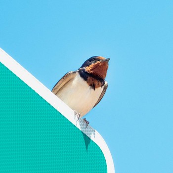 Barn Swallow 伊賀PA Wed, 3/31/2021