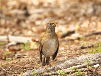 2021年3月30日(火) 服部緑地の野鳥観察記録