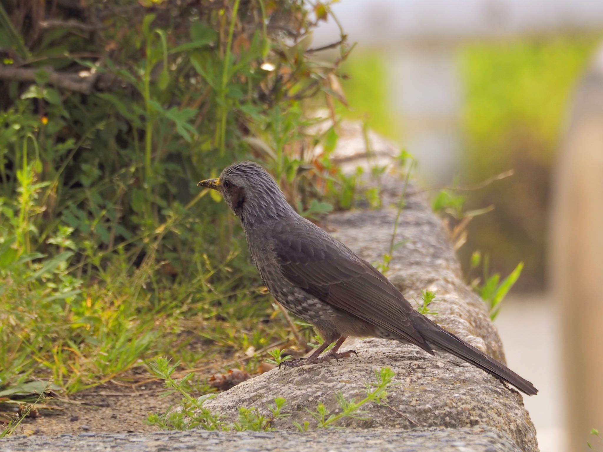 服部緑地 ヒヨドリの写真 by zebrafinch11221