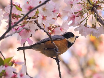 ヤマガラ 大阪城公園 2021年3月31日(水)