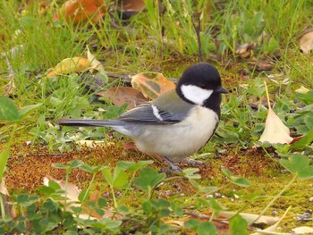 2021年3月31日(水) 大阪城公園の野鳥観察記録