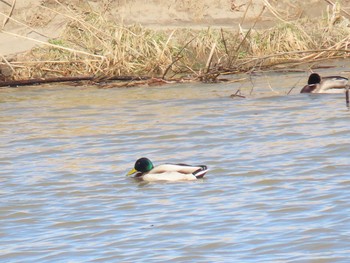 マガモ 北海道 山越郡 2021年3月31日(水)